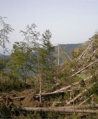 Lavori Nel Bosco